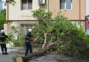 Силният вятър събори дървета в Хасково