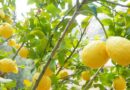 Силно отровни лимони спряха на ГКПП Капитан Андреево